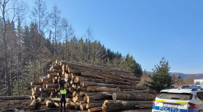 Lemnele la control în Vrancea. 49 de amenzi în cinci zile