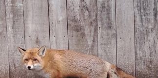 VIDEO O vulpe a revenit în habitatul natural, după ce s-a refăcut la Centrul de Reabilitare din Vrancea