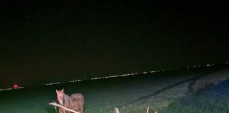 S-a răsturnat cu căruța și a murit