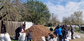 247 de tone de cartofi donate de Crucea Roșie persoanelor vulnerabile din Vrancea