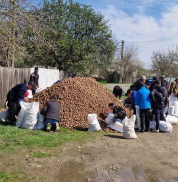 247 de tone de cartofi donate de Crucea Roșie persoanelor vulnerabile din Vrancea