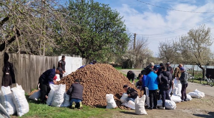 247 de tone de cartofi donate de Crucea Roșie persoanelor vulnerabile din Vrancea