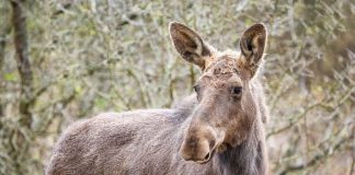 Elanul revine în pădurile României