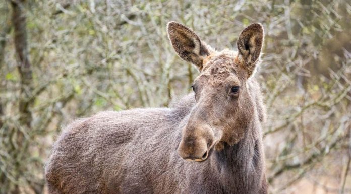 Elanul revine în pădurile României
