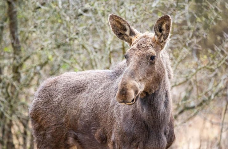 Elanul revine în pădurile României