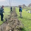 plantare lunca siret