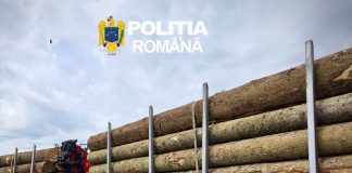 Controale la firmele din sectorul silvic: amenzi și confiscări de lemne