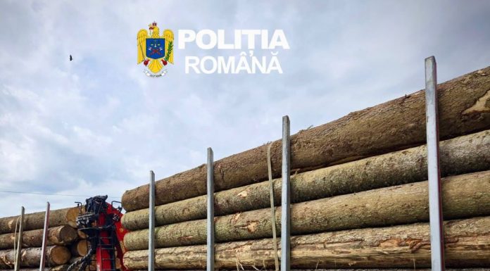 Controale la firmele din sectorul silvic: amenzi și confiscări de lemne