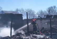 Bovine, porci și găini arse de vii în incendiul de la Verdea