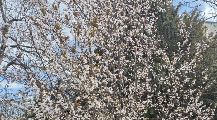 Meteo: vreme caldă până la mijlocul lunii mai