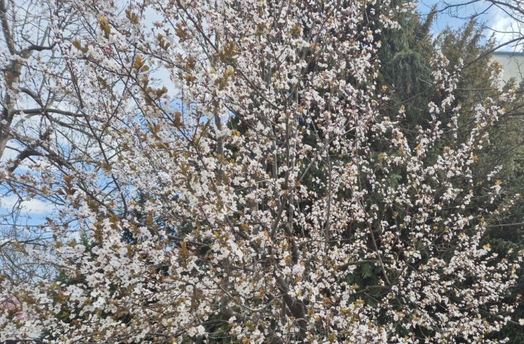 Meteo: vremea se ameliorează în următoarea perioadă