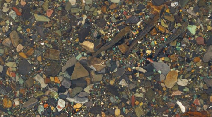 VIDEO Repopulare cu păstrăv în Parcul Natural Putna Vrancea, de Ziua Pământului