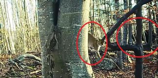 VIDEO Imagini rare: un râs și un urs în același cadru, în Munții Vrancei