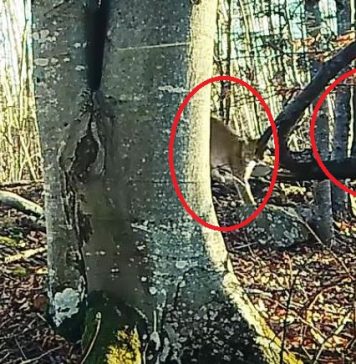 VIDEO Imagini rare: un râs și un urs în același cadru, în Munții Vrancei