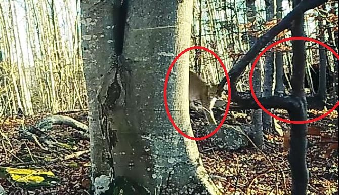 VIDEO Imagini rare: un râs și un urs în același cadru, în Munții Vrancei