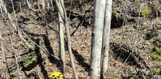 Cheile Tișiței, pregătite pentru întâmpinarea turiștilor în minivacanța de Paști