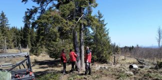 FOTO Lucrări de întreținere pe traseul montan Păulești-Valea Neagră-Nereju