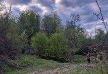 FOTO Urșii au omorât o vacă în comuna Poiana Cristei