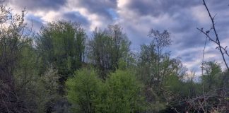 FOTO Urșii au omorât o vacă în comuna Poiana Cristei