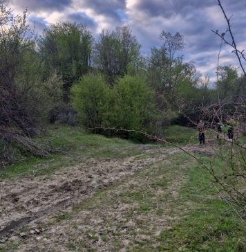 FOTO Urșii au omorât o vacă în comuna Poiana Cristei