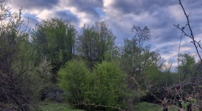 FOTO Urșii au omorât o vacă în comuna Poiana Cristei