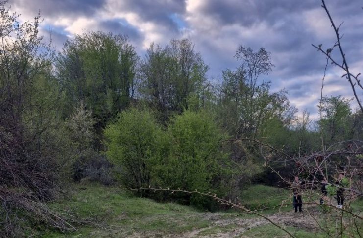 FOTO Urșii au omorât o vacă în comuna Poiana Cristei