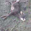 vaca ucisa de urs 1