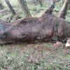 vaca ucisa de urs
