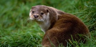 VIDEO O vidră în vizită la Stația de Epurare a Focșaniului