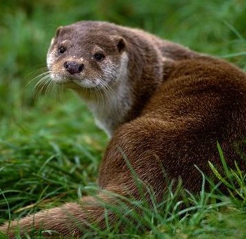 VIDEO O vidră în vizită la Stația de Epurare a Focșaniului