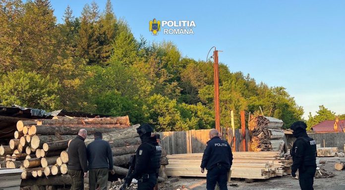 Percheziții într-un dosar de infracțiuni silvice