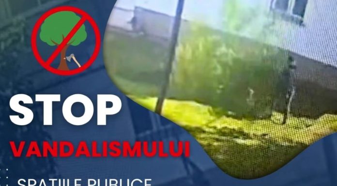 VIDEO Bărbat filmat când se ”lupta” cu un copac, în Focșani