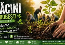carton plantare odobesti