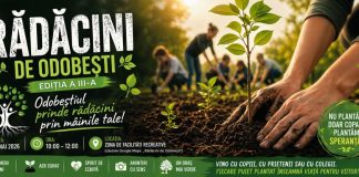 Acțiune de plantare, mâine, în orașul Odobești
