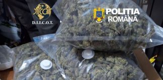 Zeci de kilograme de canabis, trimise în țară cu firme de curierat