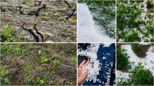 Viticultorii vrânceni afectați de grindină, în fața autorităților: cer sprijin, despăgubiri și repornirea sistemului antigrindină 3 grindina viticultura 2