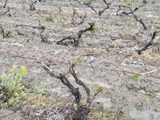FOTO Grindina a făcut ravagii la Faraoanele / Inundații locale în zonele de deal și munte 1 grindina viticultura