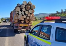 Pădurar cercetat penal după ce a emis în fals 10 avize de însoțire electronice pentru un operator economic lemne politie e1787303456219