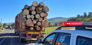 Pădurar cercetat penal după ce a emis în fals 10 avize de însoțire electronice pentru un operator economic
