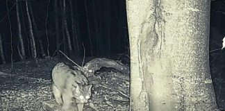 VIDEO O pisică sălbatică ”inspectează” zona, în căutare de hrană