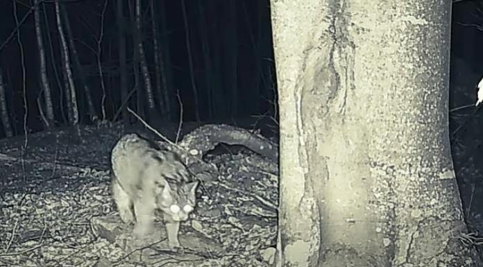 VIDEO O pisică sălbatică ”inspectează” zona, în căutare de hrană