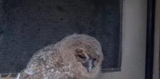 VIDEO Pui de huhurez, salvat și îngrijit la Centrul pentru Reabilitarea Animalelor Sălbatice