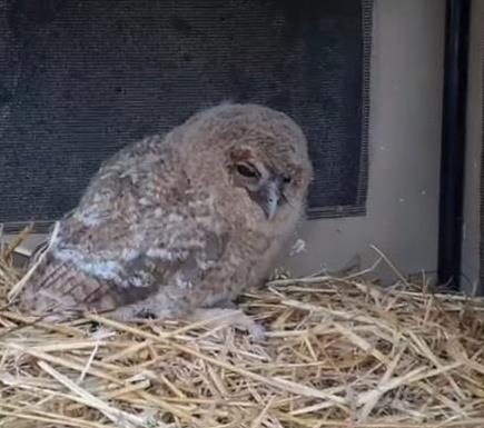 VIDEO Pui de huhurez, salvat și îngrijit la Centrul pentru Reabilitarea Animalelor Sălbatice