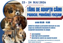 targ adoptii