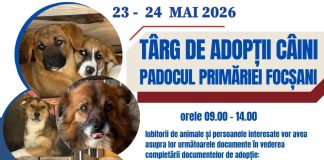 Târg de adopții câini, în weekend, la padocul din Golești