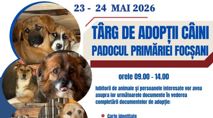 Târg de adopții câini, în weekend, la padocul din Golești