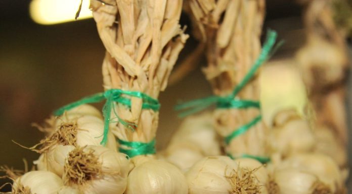 Sprijin guvernamental pentru cultivatorii de usturoi și în acest an