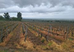viticultura grindina