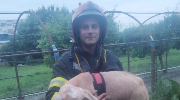 Capră salvată de pompieri dintr-o fântână adâncă de 10 metri