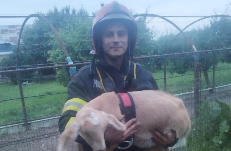 Capră salvată de pompieri dintr-o fântână adâncă de 10 metri